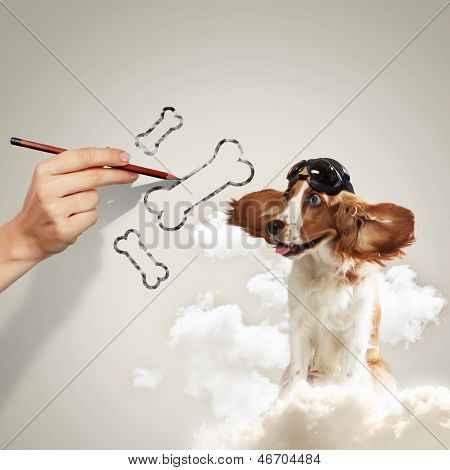 Sjove spaniel hund
