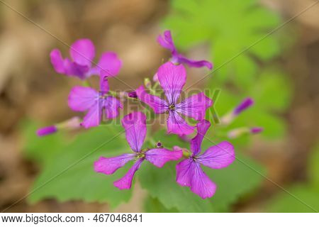Lunaria, Honesty, Dollar Plant, Money-in-both-pockets, Money Plant, Moneywort, Moonwort, And Silver 