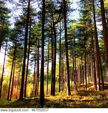 A Walk In The Woods At Formby Reserve, Looking For Red Squirrels.