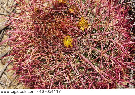 Ferocactus Cylindraceus, California Barrel Cactus Producing New Growth And Yellow Flowers In Springt