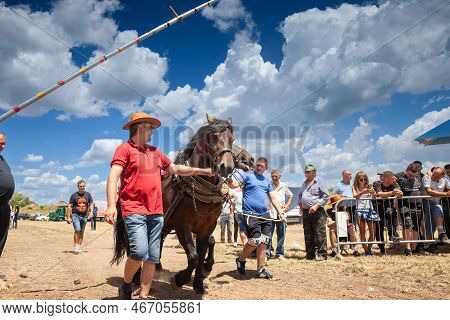 Ruma, Serbia - June 26, 2022: Selective Blur On Men With A Draft Horse Ready To Pull A Trunk In The 