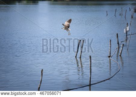 Selective Blur On A Black Crowned Night Heron, Also Called Nycticorax, Flying Over Tresetiste Lake, 