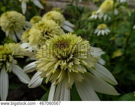 Close-up Shot Of The Coneflower Echinacea Purpurea 'coconut Lime' Flowering With White, Fully Double