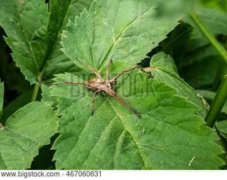 Close-up Of Brown Nursery Web Spider (pisaura Mirabilis) With Long Legs And Slender Abdomen On A Gre