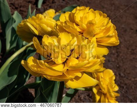 Double Darwin Tulip 'yellow Pomponette' Blooming With Fully Double, Huge Pom-pom Like, Bright Sunshi