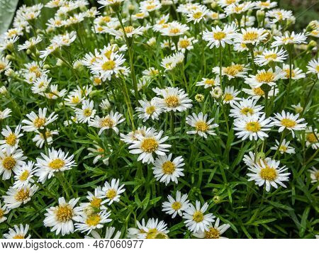 The Hyssop-leaf Fleabane (erigeron Hyssopifolius) Flowering With A Single Head With Numerous White R