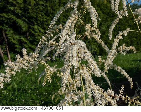 Astilbe Thunbergii 'professor Van Der Wielen' Features A Foliage Mound Of Dark Green Leaves And Larg