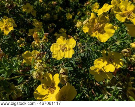 Shrubby Cinquefoil (pentaphylloides Fruticosa) 'tratu' Flowering With Saucer-shaped, Bright Yellow F