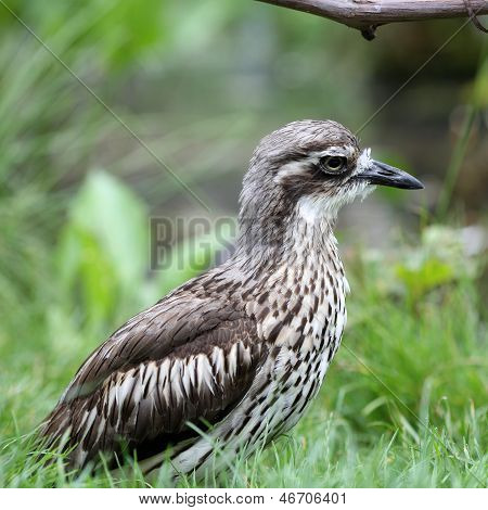 Bush Burhinidae, Burhinus Grallarius