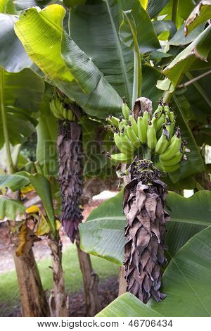 Bannana træ