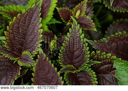 Coleus Plants (coleus Amboinicus) - Coleus Is A Genus Of Annual Or Perennial Herbs Or Shrubs. Close 