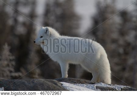 Arctic Fox Or Vulpes Lagopus In White Winter Coat With Trees In The Background Looking Forward, Chur