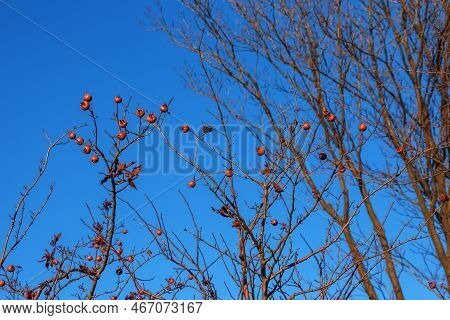 A Lot Of Ripe Medlar Fruits On Tree Branches Against The Blue Sky On Sunny Day. Common Medlar Or Mes