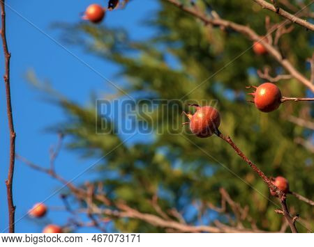 A Lot Of Ripe Medlar Fruits On Tree Branches Against The Blue Sky On Sunny Day. Common Medlar Or Mes