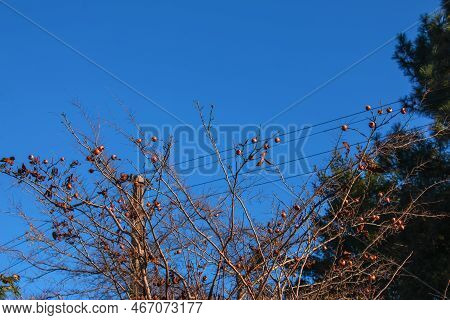 A Lot Of Ripe Medlar Fruits On Tree Branches Against The Blue Sky On Sunny Day. Common Medlar Or Mes