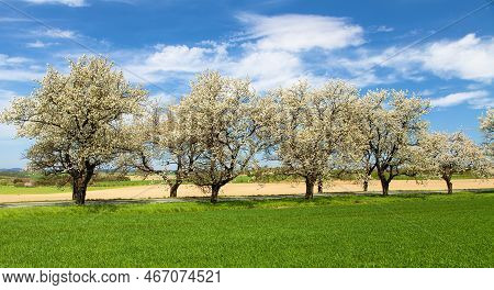 Green Field, Road And Alley Of Flowering Cherry Trees In Latin Prunus Cerasus With Beautiful Sky. Wh