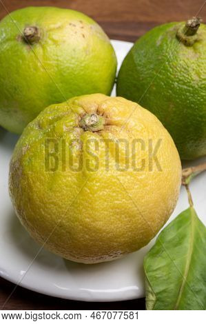 Fresh Ripe Bergamot Orange Fruits, Fragrant Citrus Used In Earl Grey Tea, Medicine And Spa Treatment