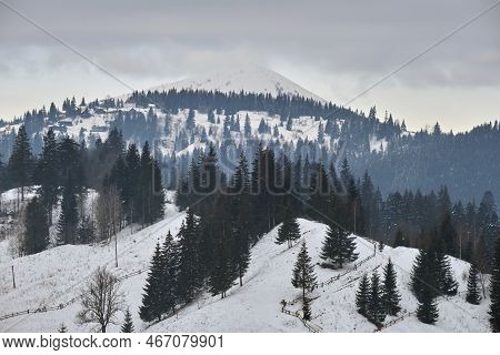 Winter Landscape With Dark Spruse Trees Of Snow Covered Forest In Cold Mountains.