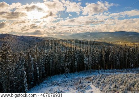 Winter Landscape With Spruse Trees Of Snow Covered Forest In Cold Mountains.