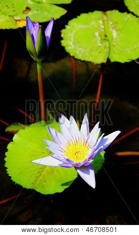 Lotus