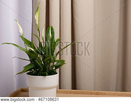 Spathiphyllum Wallisii In A White Pot In A Home Interior Against The Background Of Curtains