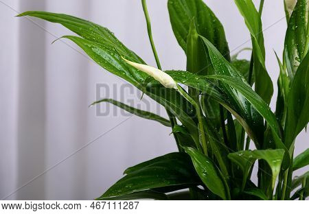 Selective Focus On Green Leaves Of Spathiphyllum Wallisii With Water Drops And Closed Bud In Full Fr