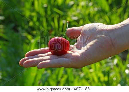 Hand Of A Child Who Holds The Mature Red Cherry Just  Picking