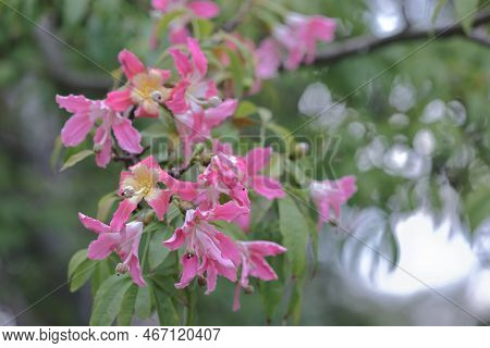Pink Large Flowers Chorisia Or Ceiba Speciosa Growing On A Tree