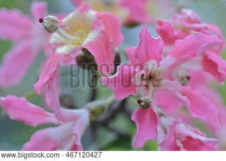 Pink Large Flowers Chorisia Or Ceiba Speciosa Growing On A Tree