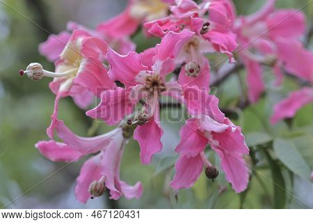 Pink Large Flowers Chorisia Or Ceiba Speciosa Growing On A Tree