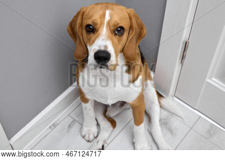 Devoted Beagle Dog Obediently Sits In The Corner Of The Room Looking Into The Camera. Young Puppy Of
