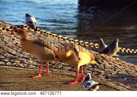 Two Egyptian (nile) Geese And Pigeons In The Sunset Light On The Embankment Of The River Rhine, The 