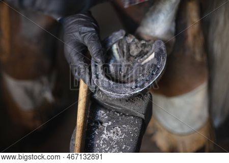 Male Hand Blacksmith In Black Gloves Trying On Iron Horseshoe On Horses Hoof Close Up