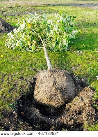 New Large Tree Plant Near A Dug Hole Before Planting, Urban Tree Planting And Landscaping, Ecologica