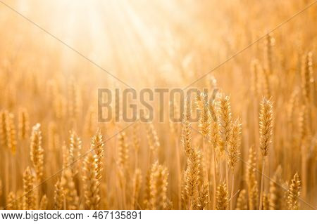 Photo Of Ripe Wheat Field Against Sunlight In The Evening