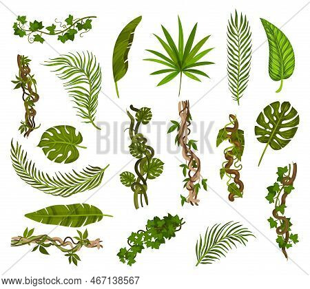 Tropical Foliage And Liana Or Vines Big Vector Set