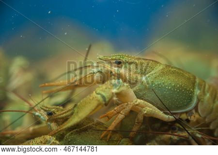 Crayfish Placed In An Aquarium Close-up European, Broad-fingered,