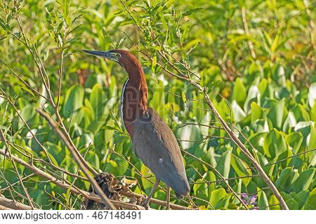 A Rufescent Tiger Heron On A Jungle Shore In The Pantanal In Brazil