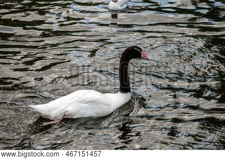 The Black-necked Swan Cygnus Melancoryphus, Is A Swan That Is The Largest Waterfowl Native To South 