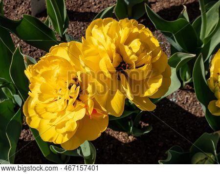 Double Darwin Tulip 'yellow Pomponette' Blooming With Fully Double, Huge Pom-pom Like, Bright Sunshi