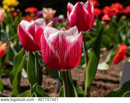 Tulip 'lustige Witwe' With Strap-shaped Leaves Blooming With Red Cup-shaped Flowers Edged White In B