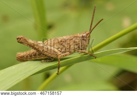 Natural Closeup On An Adult European Bow-winged Grasshopper, Chorthippus Biguttulus Group
