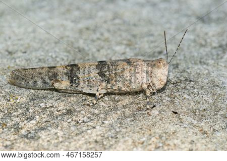 Natural Close Up Of A Mediterranea, Grey Colored Blue Winged Locust, Sphingonotus Caerulans