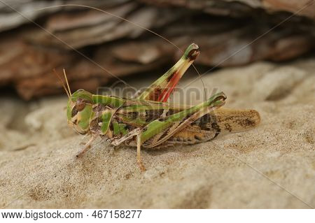 Natural Closeup Of A Ribbon Grasshopper, Oedaleus Decorus, Perched On The Ground