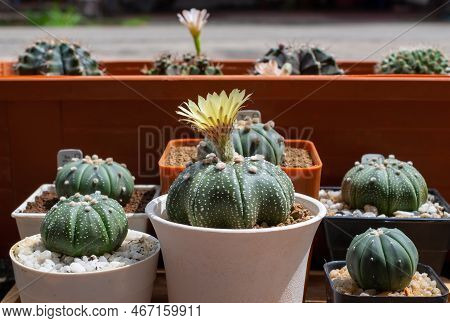 Group Of Astrophytum Asterias Cactus In Various Pot. Astrophytum Is A Genus Of Cacti. Its Species Ar