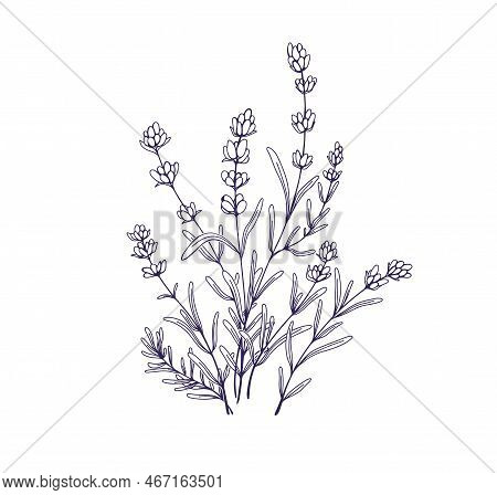 Lavender Flowers, Outlined Botanical Floral Drawing. Field French Lavanda Bunch. Contoured Engraved 