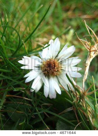 Flor branca