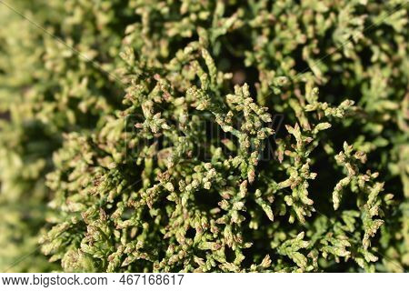 Sawara Cypress White Pygmy In The Spring