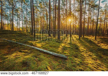 Belarus. Beautiful Sunset Sunrise Sun Sunshine In Sunny Summer Coniferous Forest. Sunlight Sunrays S