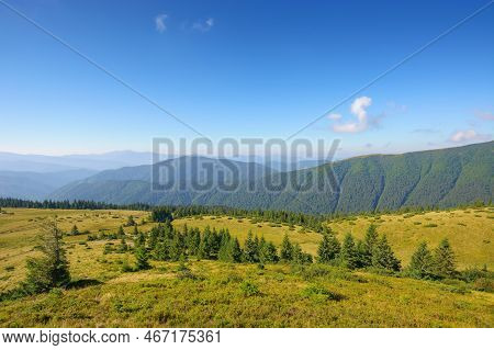 Green Nature Environment Of Trascarpathia. Beautiful Scenery In Mountains Of Chornohora Ridge In Sum
